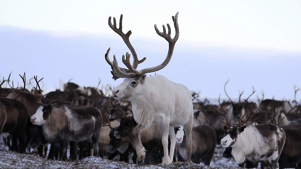 Экскурсия на снегоходах в ненецкое стойбище "Один день из жизни оленеводов"