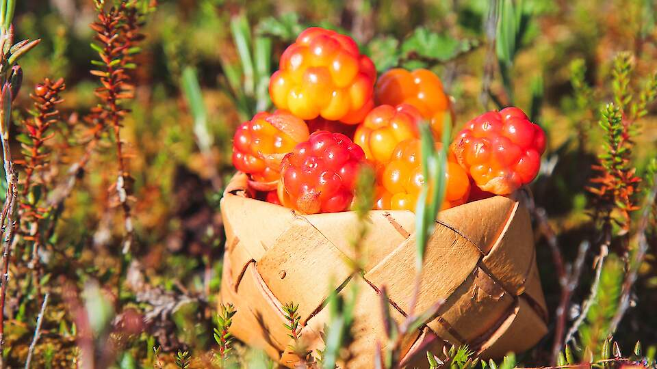 Архангельск - здесь начинается Арктика