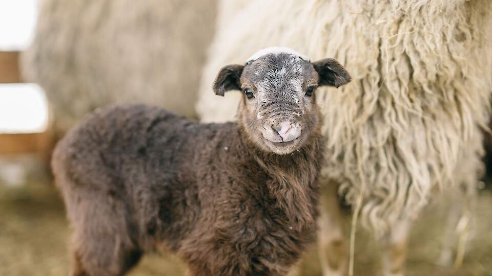 Билет взрослый/детский от 3-х лет (выходной день)