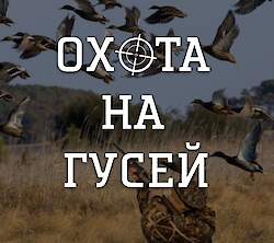 Организация охоты на гусей
