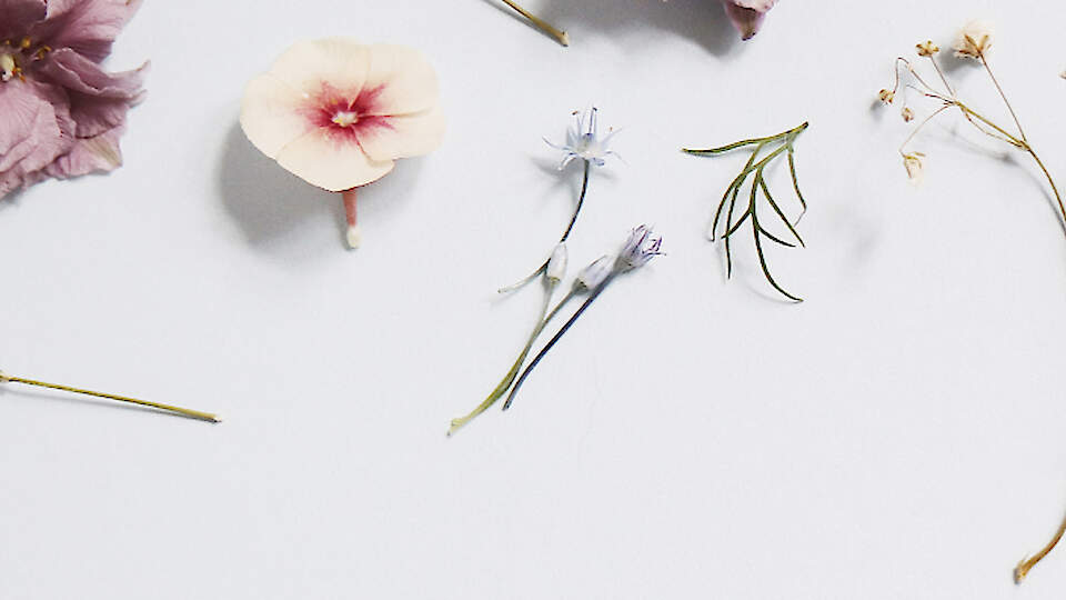 Eesti Floristika Kool