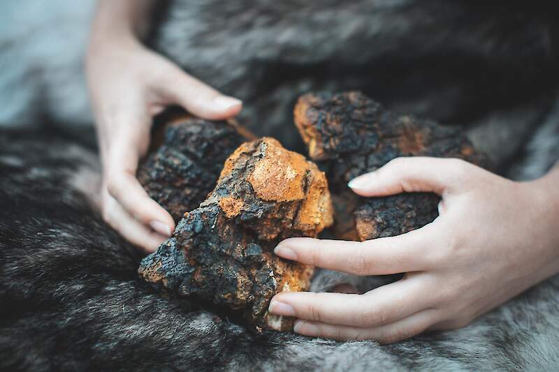 Mis on Must pässik?