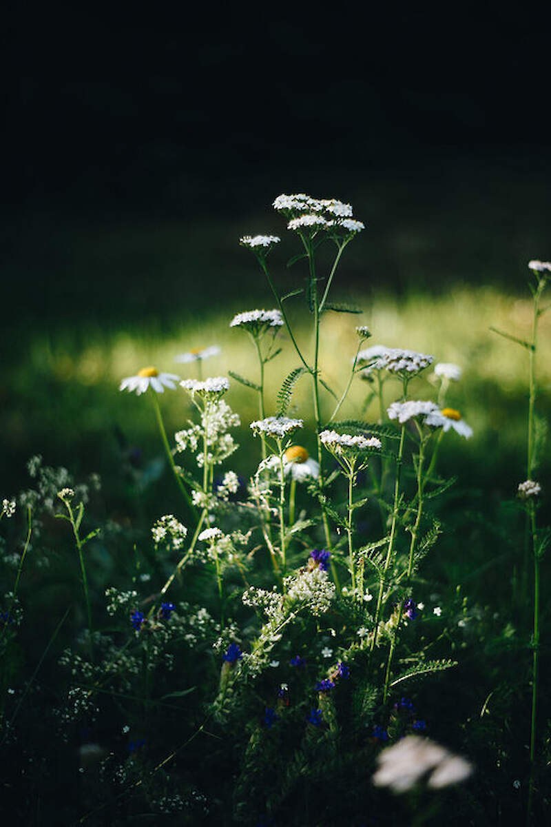 Лекарственные растения и здоровье