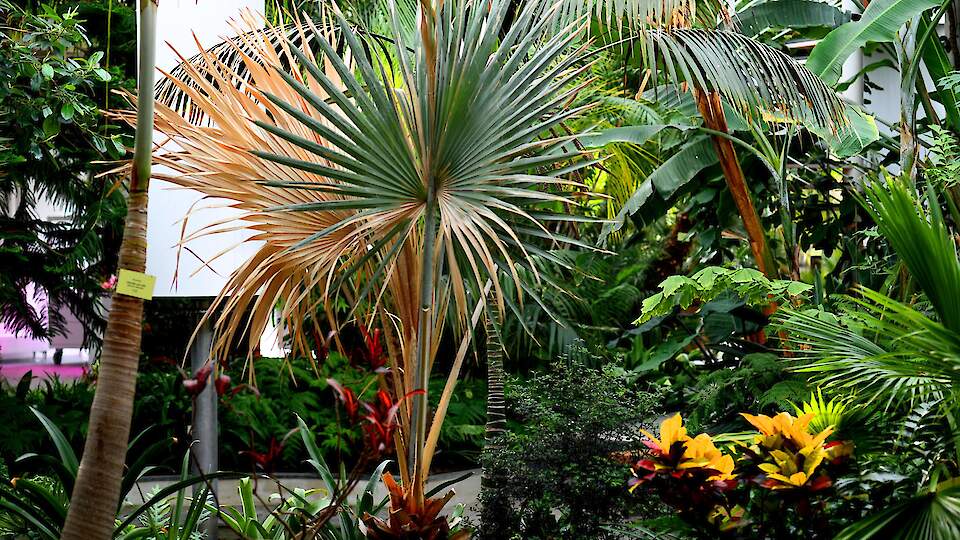 Таллиннский ботанический сад