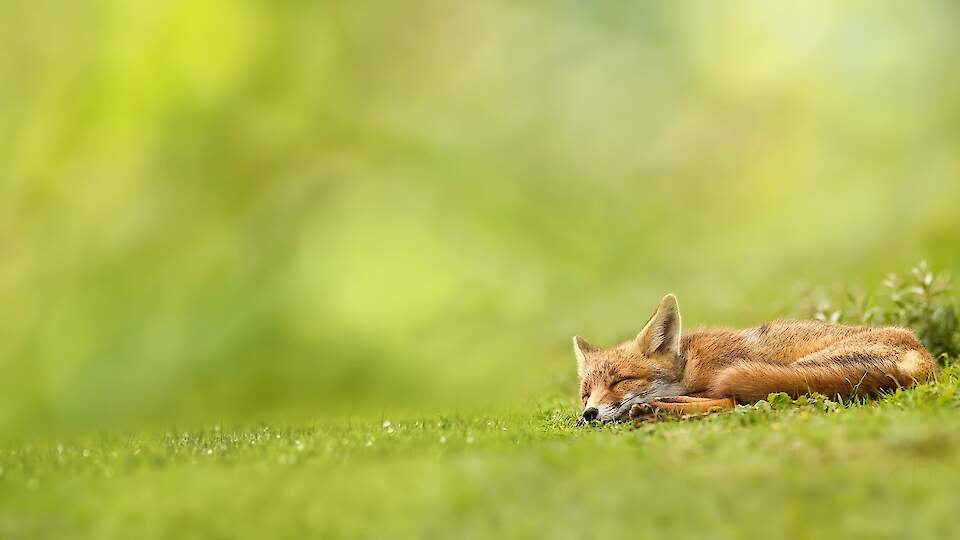 UMA KUUP Гостевая квартира