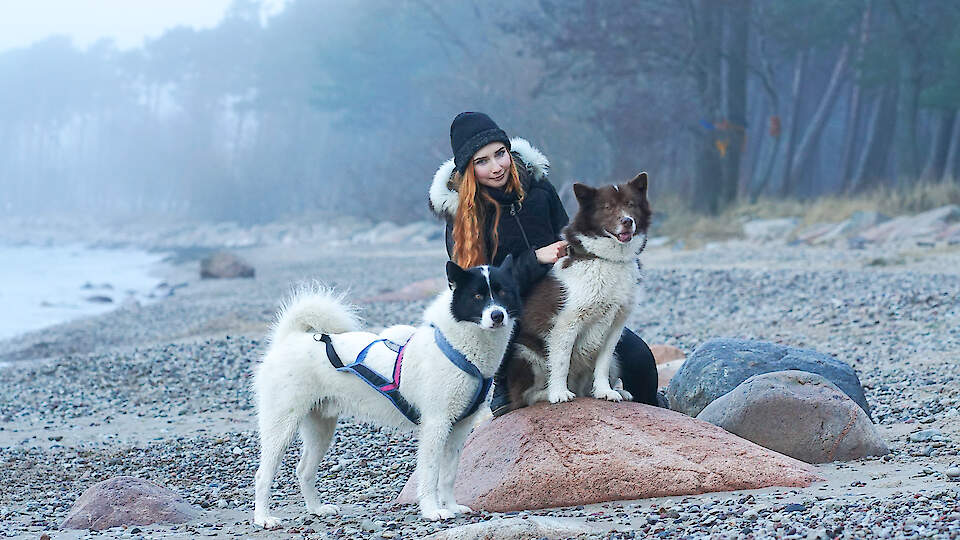 Школа для собак