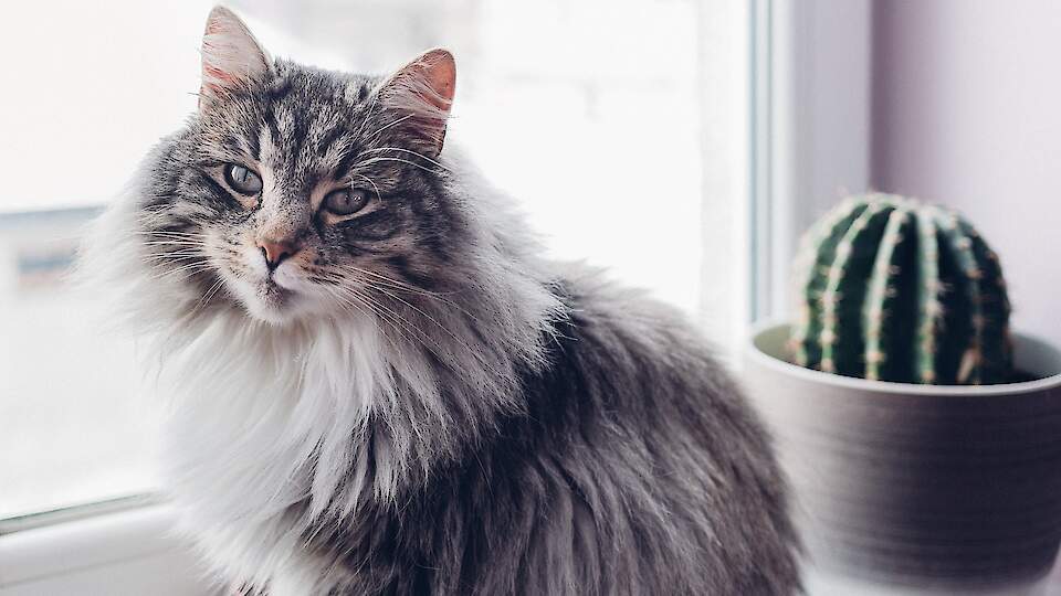 Tips for creating an allergy-free home